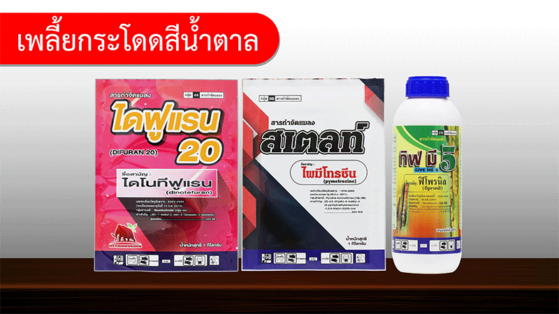ภาพเพลี้ยกระโดดสีน้ำตาล